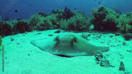 Huge Cowtail stingray (Pastinachus sephen) lies on a sandy bottom among coral thickets, front view, close-up. photo