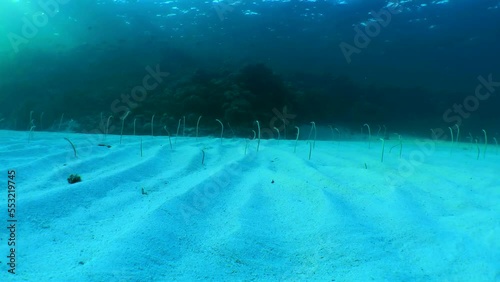 A large number of Garden Eel (Gorgasia sillneri) disappear into the sand against the backdrop of a coral reef wall. photo