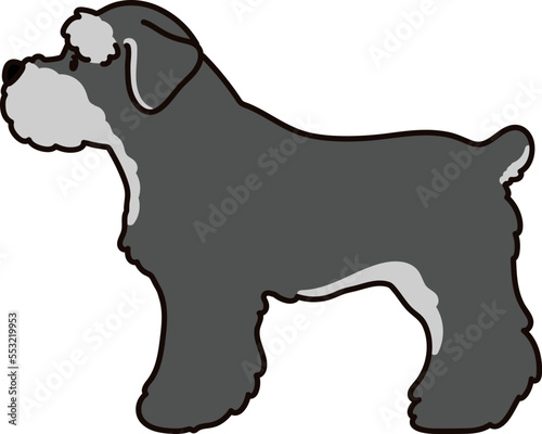 Miniature Schnauzer side view standing