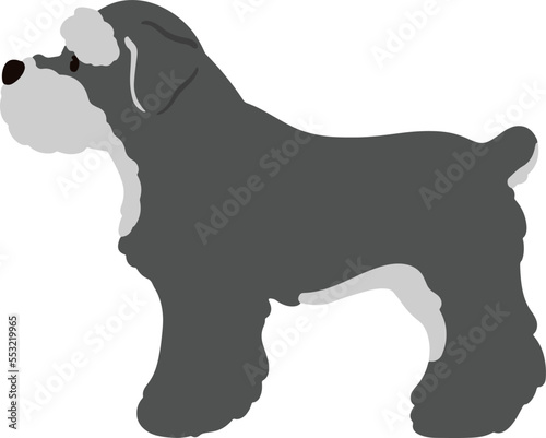 Miniature Schnauzer side view standing flat colored