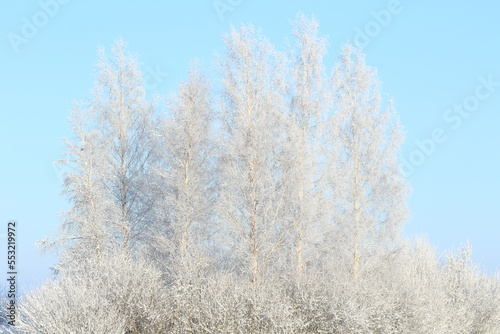 birch trees in the snow and hoarfrost