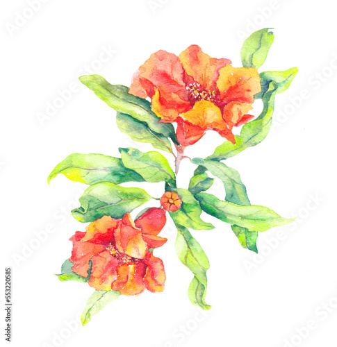 Spring red flower bouquet with bud and leaves. Watercolor botanical illustration of flowering  pomegrnate. Summer wedding design, beautiful invitation card photo