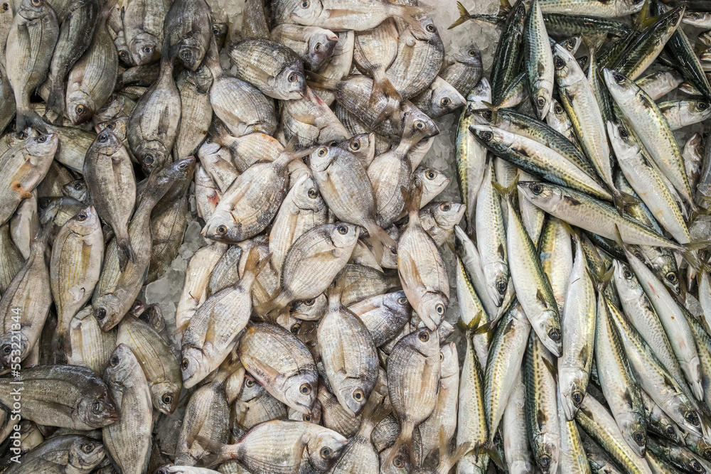 Raw fresh sea fish on a market counter.