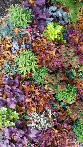 buntes Beet mit Blattschmuck Stauden im Herbst
mit Heuchera, Erica, Sedum, Festuca und Cyclamen hederifolium photo