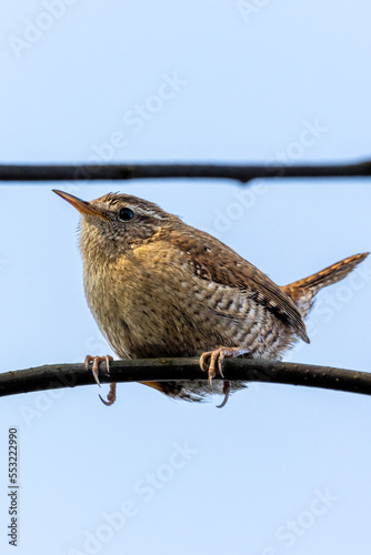zaunkönig,vogel,vögel,singvogel,bird,ast