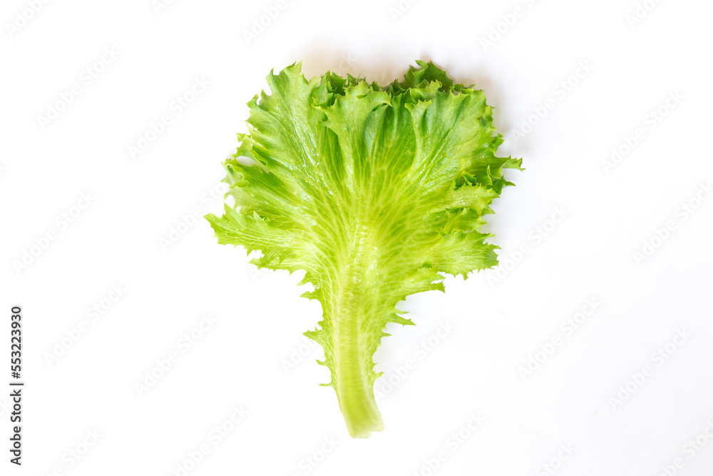Fototapeta premium Fresh green fillet iceberg leaves isolated on white background.
