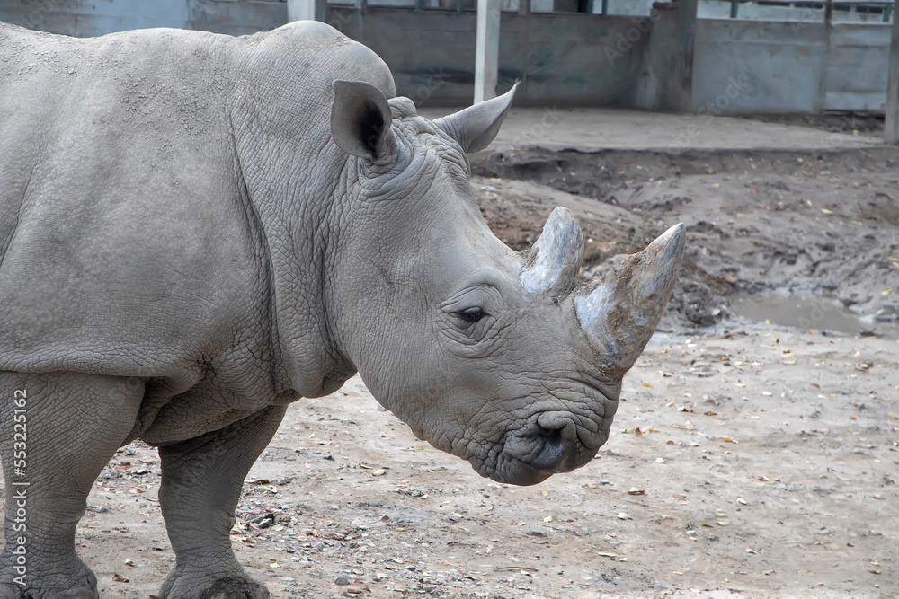 White Rhino grazing peacefully in a wilderness park White Rhino grazing peacefully in a wilderness park