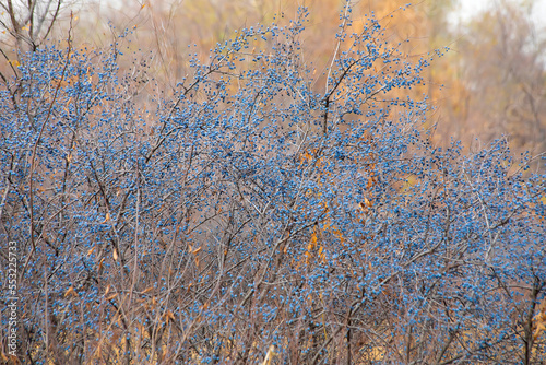 Cuadro en lienzo Blackthorn trees with ripe berries, fall season outdoor autumn background