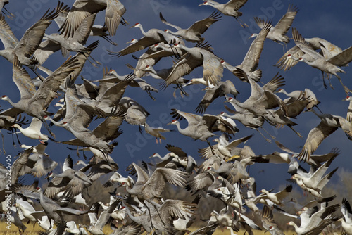 Close up of flying flocks of sandhill cranes and snow geese rising in winged flurry in New Mexico photo