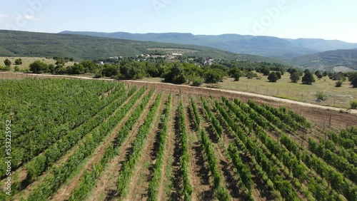 Wallpaper Mural Cinematic flight between rows of grape bushes. A large grape field in the mountains. Summer farm. In the distance there is a small mountain village and the mountains are covered with dense forest. Torontodigital.ca