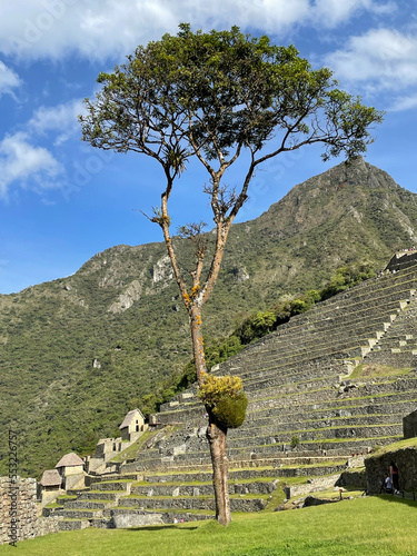 heart tree