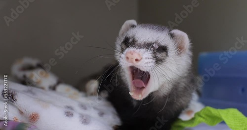 In the inpatient veterinary clinic, the domestic ferret is being treated. A cute ferret looks at the camera funny licking and yawning. The pet ferret feels much better after treatment. photo