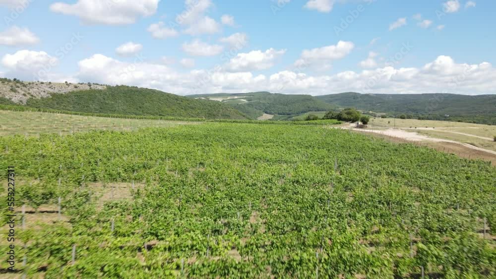 Cinematic flight between rows of grape bushes. A large grape field in the mountains. Summer farm. In the distance, the mountains are covered with dense forest. Cinematic flight between rows of grape bushes. A large grape field in the mountains. Summer farm. In the distance, the mountains are covered with dense forest.