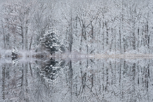 Winter landscape of the snow flocked shoreline of Deep Lake with mirrored reflections in calm water, Yankee Springs State Park, Michigan, USA