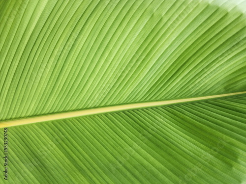 Close-up background of a green leaf with a linear pattern and a large petiole in the center. Use space for background design  text or photos. 