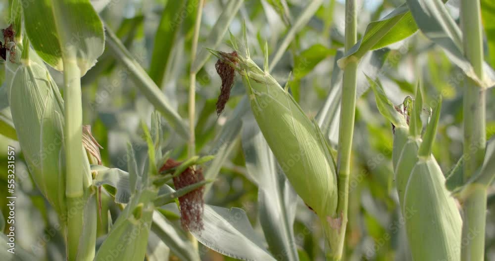 Green Maize Corn close up and camera slide left.Harvest in field in autumn.Food and Vegetable Production.Agricultural Land.Organic Farming.Corn field close up. Green Maize Corn close up and camera slide left.Harvest in field in autumn.Food and Vegetable Production.Agricultural Land.Organic Farming.Corn field close up.