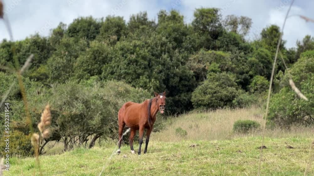 Happy horse in the steppe enjoying morning walk , in beautiful countryside of Sopó, Colombia