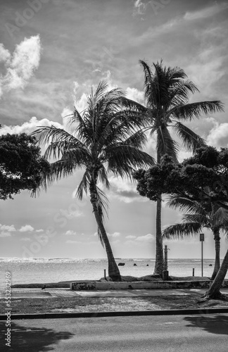 Palm Trees on a Vacant Beach in Hawaii.