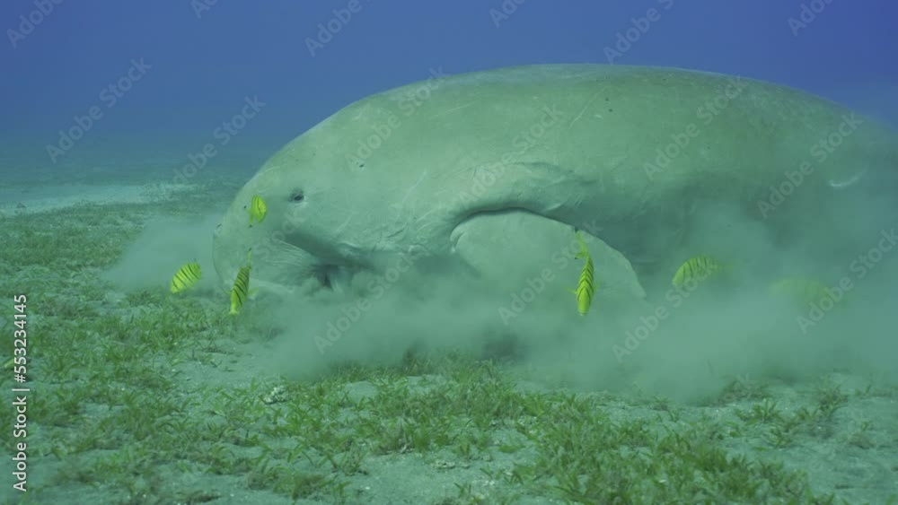 Slow motion, Sea Cow eating algae on seagrass meadow. Dugong (Dugong dugon) accompanied by school of Golden trevally fish (Gnathanodon speciosus) feeding Smooth ribbon seagrass (Cymodocea rotundata) Slow motion, Sea Cow eating algae on seagrass meadow. Dugong (Dugong dugon) accompanied by school of Golden trevally fish (Gnathanodon speciosus) feeding Smooth ribbon seagrass (Cymodocea rotundata)