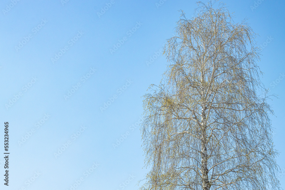 Large tree with spring leaves against a blue sky, copy space. Large tree with spring leaves against a blue sky, copy space.