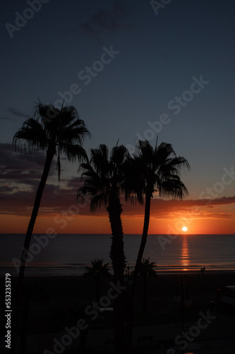 Palm tree silhouette during sunrise time in the morning 