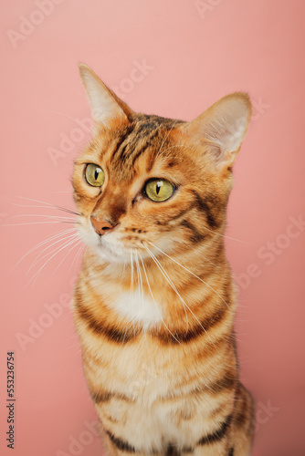 Fototapeta Naklejka Na Ścianę i Meble -  Funny Bengal cat on a pink background. Portrait on a wide-angle lens.