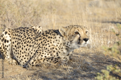 Namibia: A chettah in the namib desert. He belongs to the most endangered species © gmcphotopress