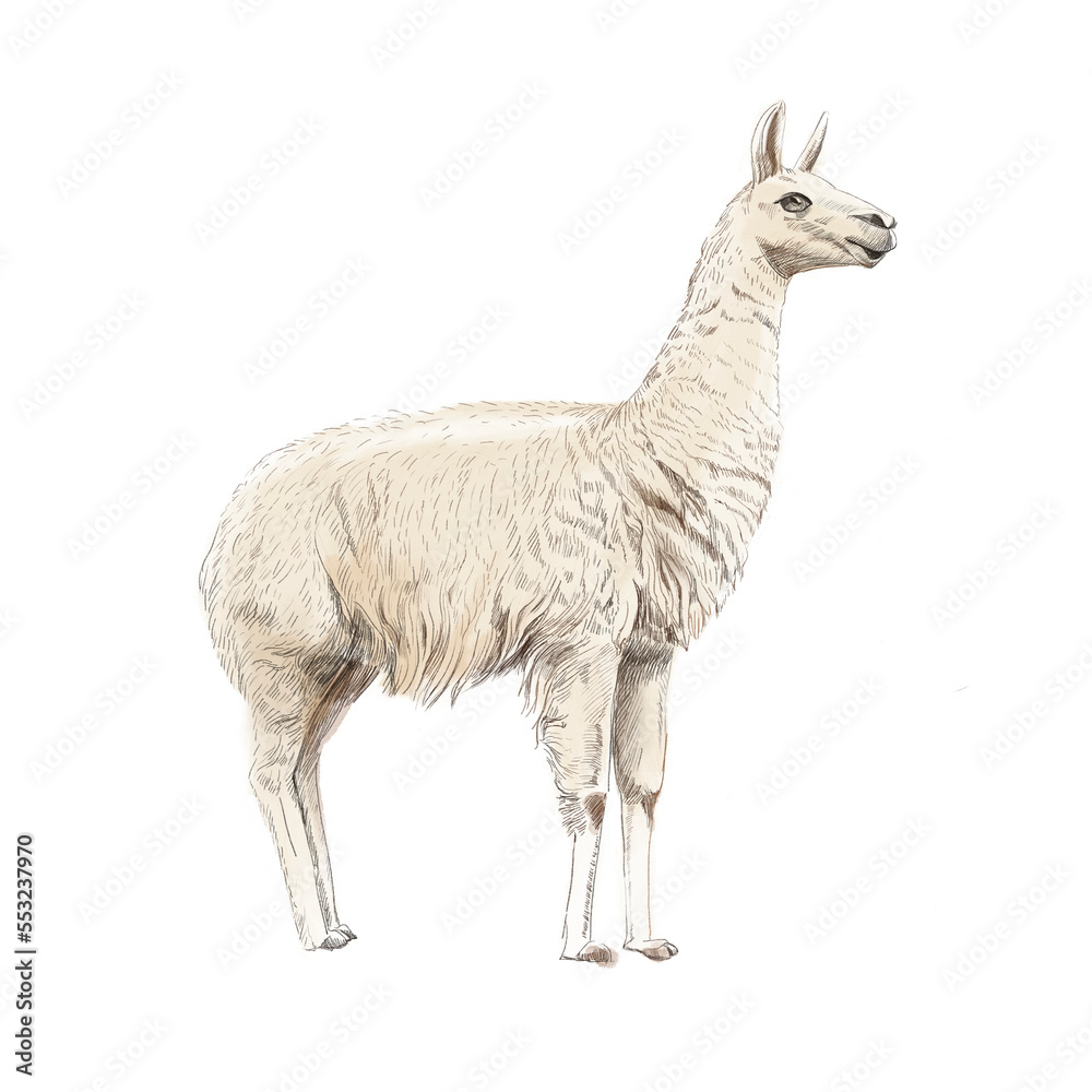 Lama - watercolor hand drawn animal illustration isolated on white background Lama - watercolor hand drawn animal illustration isolated on white background