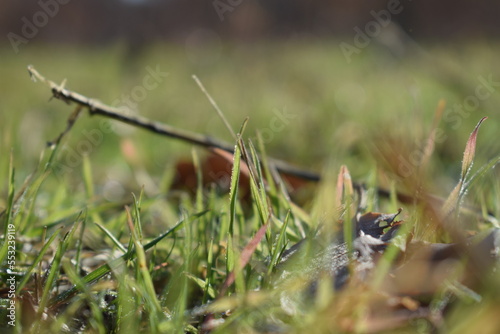 Grass in the grass © GEROK