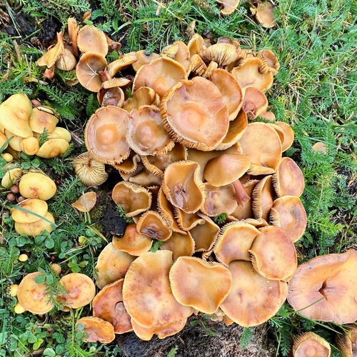 Cluster of mushrooms growing in the ground in Norway