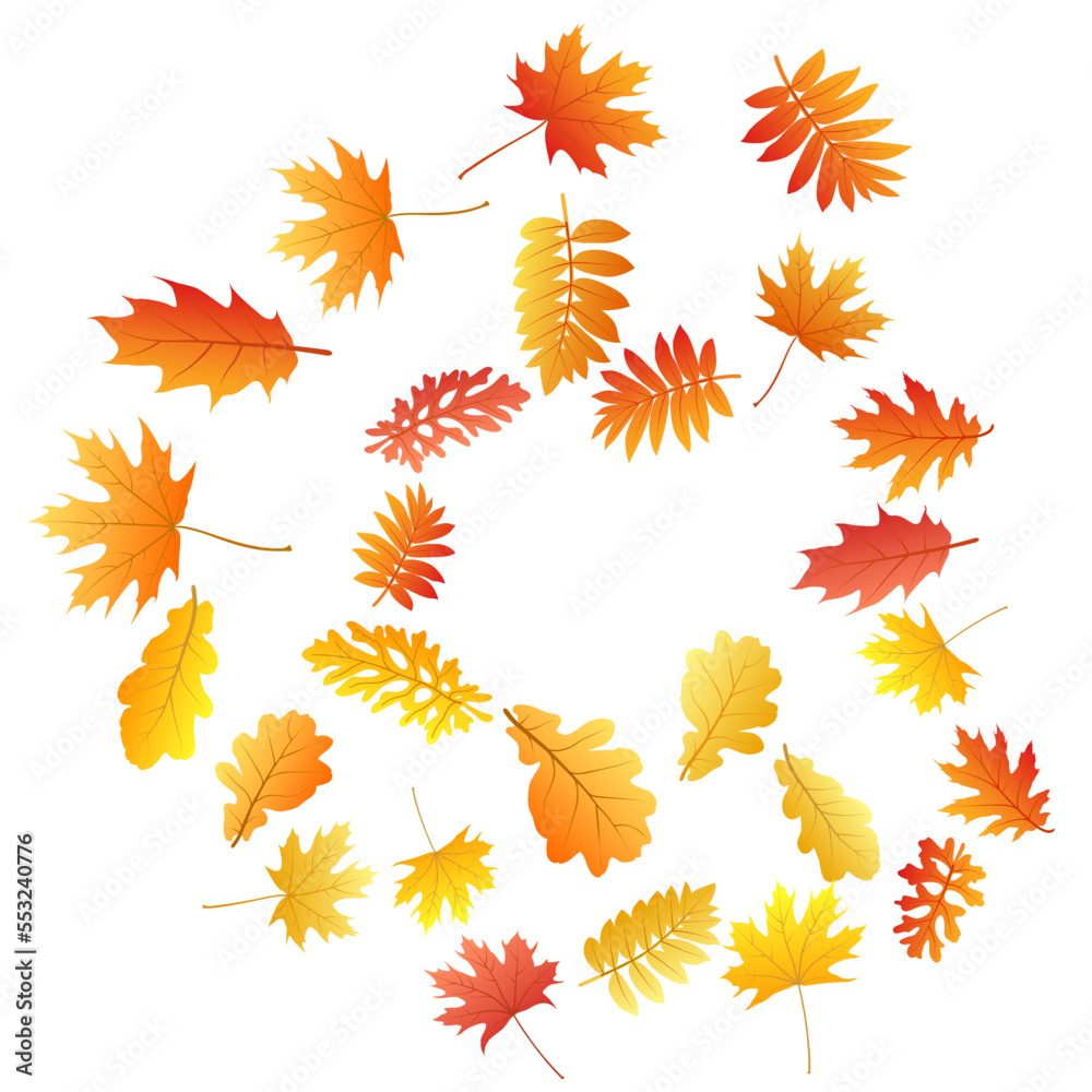 Oak, maple, wild ash rowan leaves vector, autumn foliage on white background. Oak, maple, wild ash rowan leaves vector, autumn foliage on white background.
