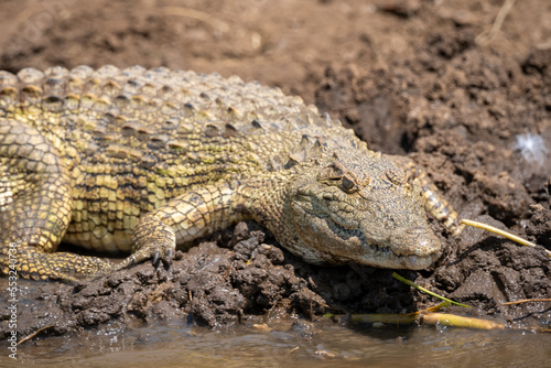 African crocodile in its natural habitat of Tanzania in Africa