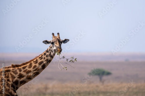 Fototapeta Naklejka Na Ścianę i Meble -  Giraffe in Serengeti national park. Safari wildlife. 