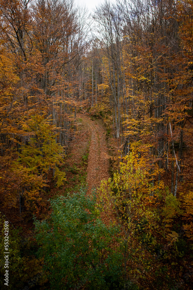 Road in the forest in autumn day