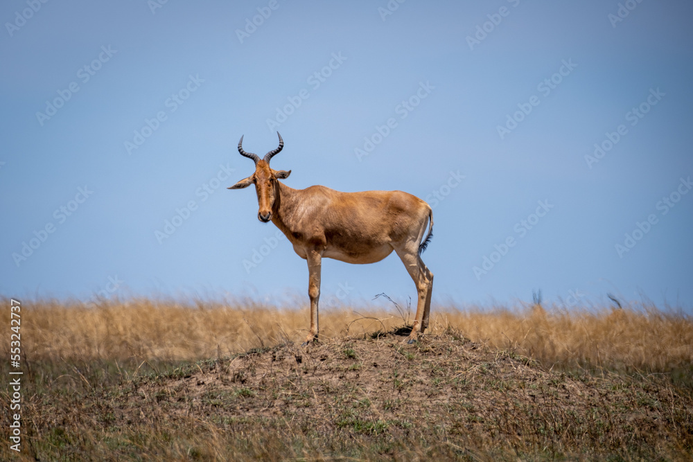 Naklejka premium Hartebeest standing on a small hill in Serengeti, Tanzania