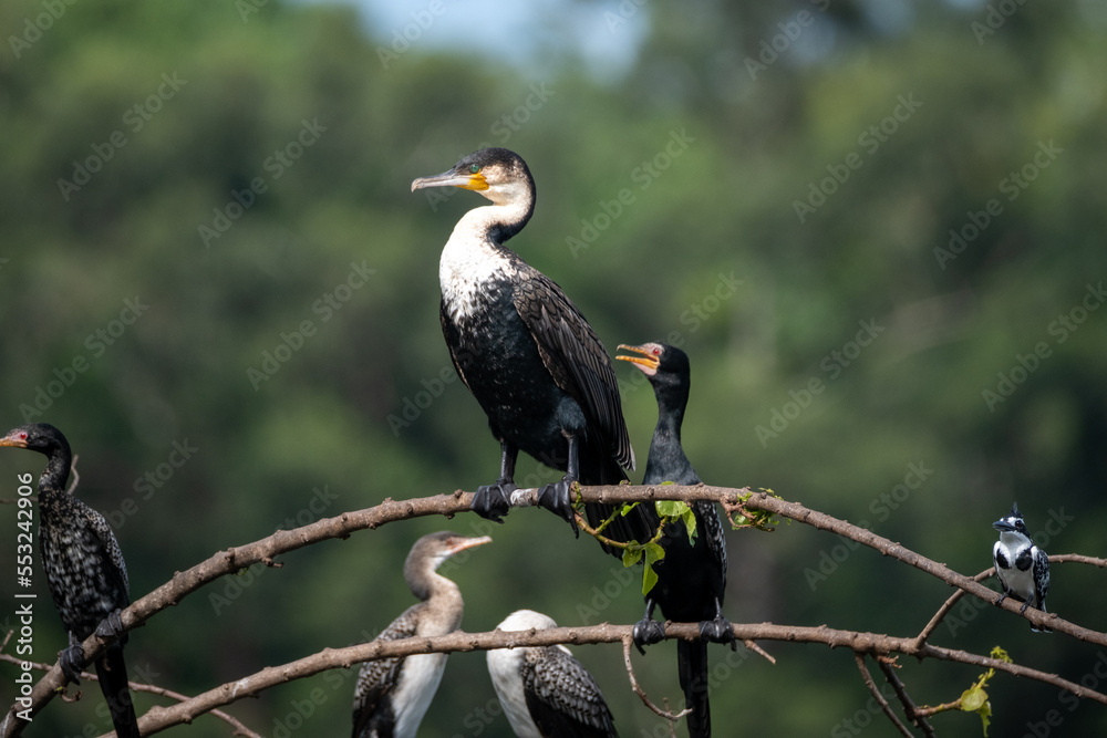 Obraz premium A Great Cormorant resting by the water