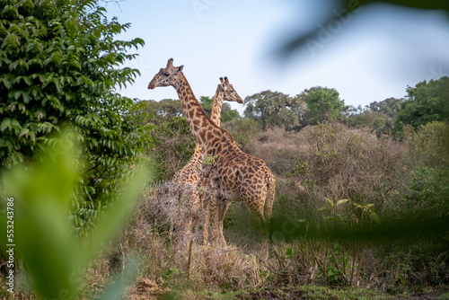Giraffe in Serengeti national park. Safari wildlife. 