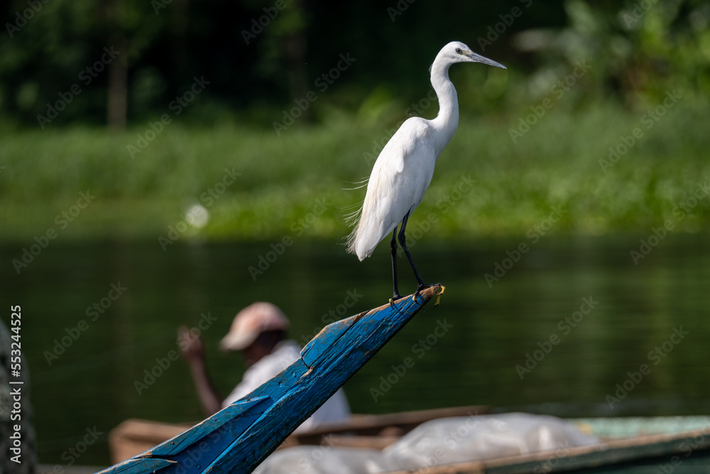 Obraz premium White Heron in the jungle