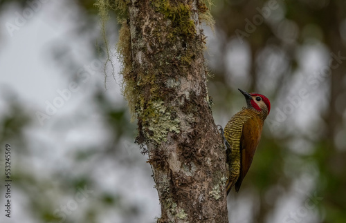 Golden-Olive Woodpecker (Colaptes rubiginosus) spotted in El Salvador photo