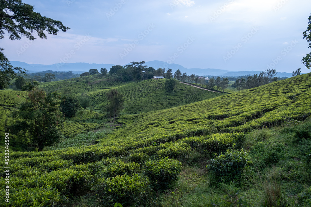 Green Tea plantation in Uganda