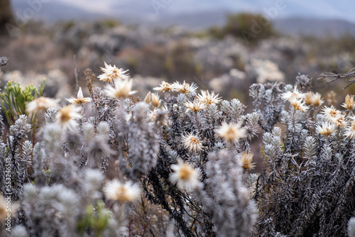 Everlasting flower on top of Kilimanjaro