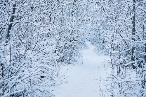 Landscape of winter forest after snowfall in the morning.