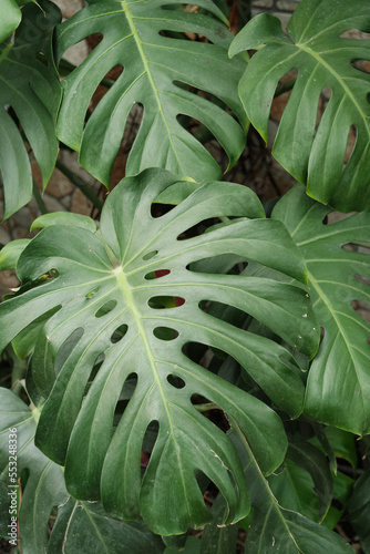Closeup view of tropical green leaves. Background flat made of leaves. Natural texture