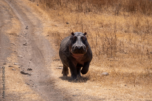 Hippopotamus standing outsides of water in Serengeti national park Tanzania.  photo