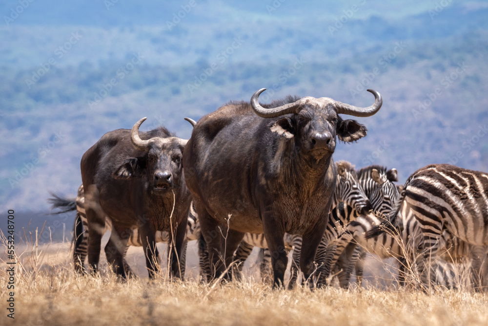 Water buffalo in Tanzania national park. Wild buffalo. Africa Water buffalo in Tanzania national park. Wild buffalo. Africa