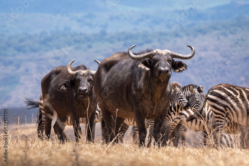 Fototapeta Naklejka Na Ścianę i Meble -  Water buffalo in Tanzania national park. Wild buffalo. Africa