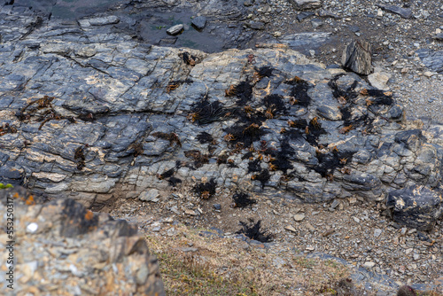 Alga Durvillaea Antarctica (also known as Cochayuyo and Bull Kelp) drying at the coast of Pichilemu, Chile photo