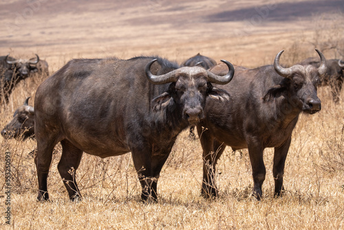 Water buffalo in Tanzania national park. Wild buffalo. Africa