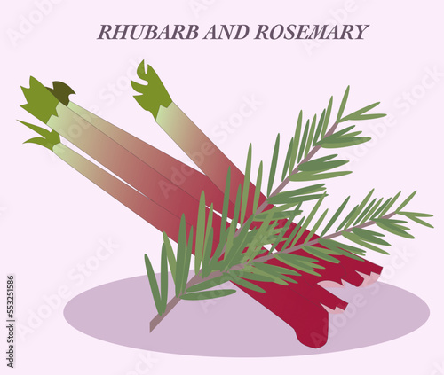 Rhubarb and rosemary illustation, Vector, Vegetables and herbs photo