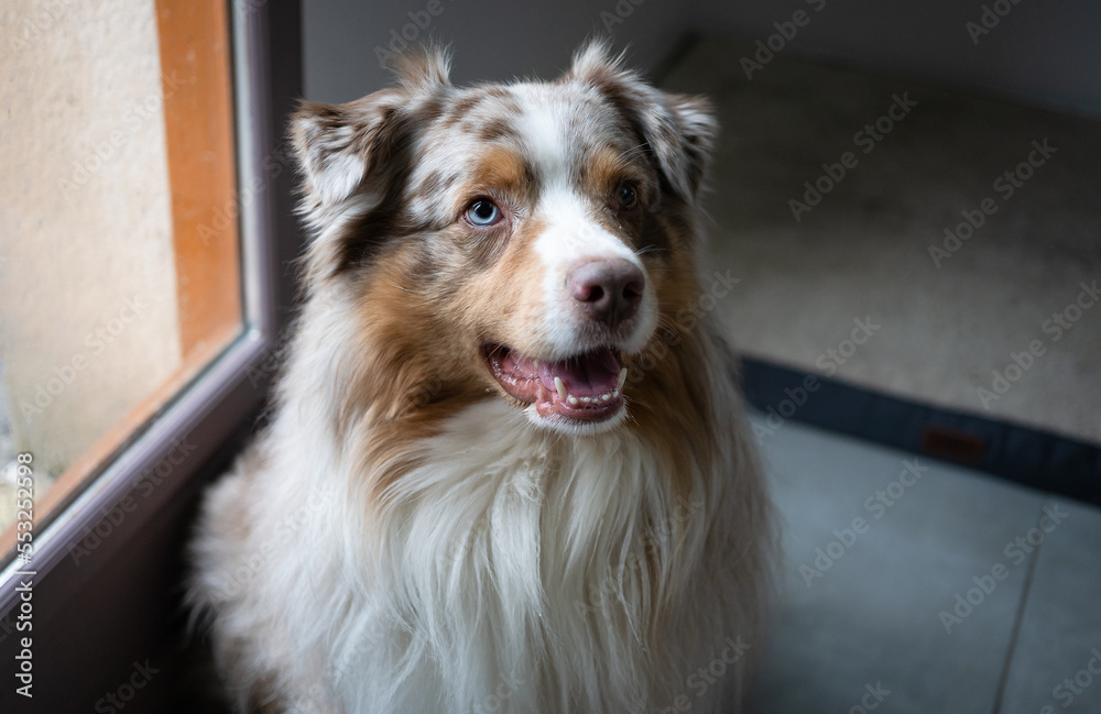 Cute portrait of an australian shepherd inside the house Cute portrait of an australian shepherd inside the house